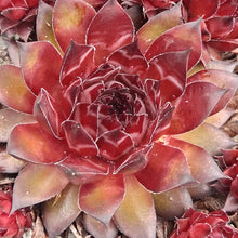 Load image into Gallery viewer, Sempervivum &#39;Pineapple Paradise&#39;

