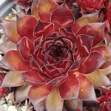 Load image into Gallery viewer, Sempervivum &#39;Pineapple Paradise&#39;
