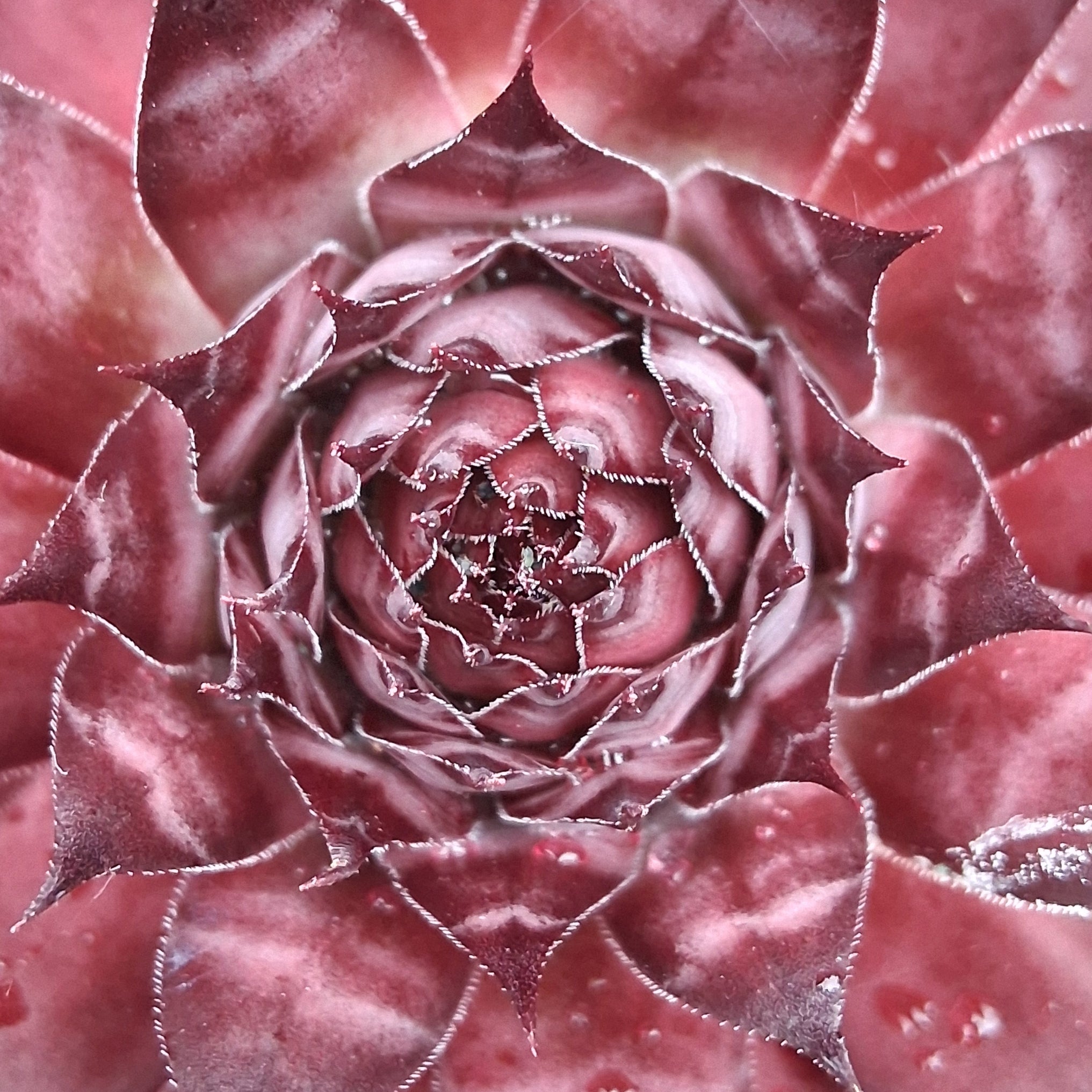 apple beauty succulent Sempervivum 'Autumn Apple' – Coastal Succulents, Cacti & Alpines