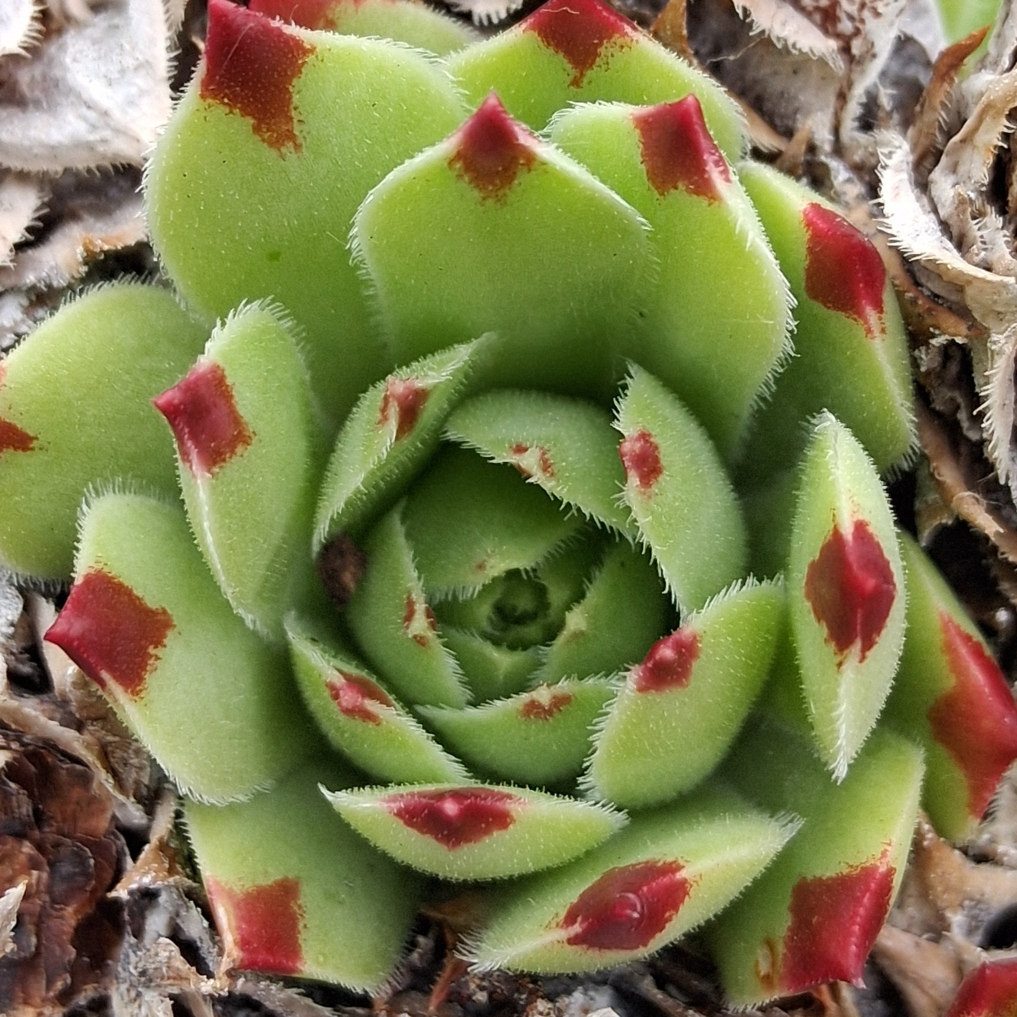 mint marvel succulent Sempervivum 'Mint Marvel'
