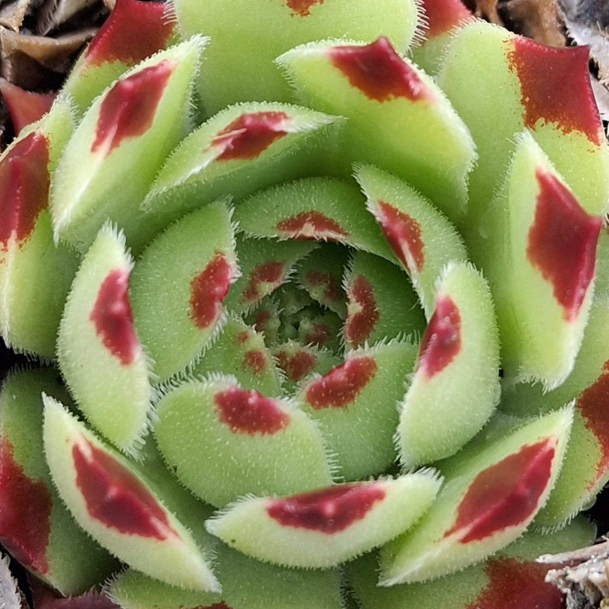 Sempervivum 'Mint Marvel' – Coastal Succulents, Cacti & Alpines