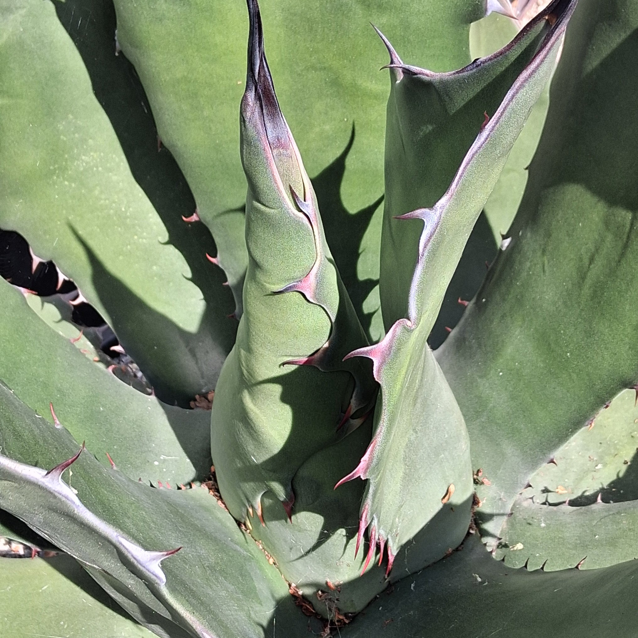 Agave salmiana var. 'Ferox' – Coastal Succulents, Cacti & Alpines