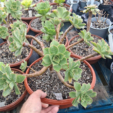 Load image into Gallery viewer, Aeonium leucoblepharum (Ethiopian Form)
