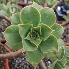 Load image into Gallery viewer, Aeonium leucoblepharum (Ethiopian Form)
