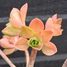 Load image into Gallery viewer, Aeonium goochie x spathulatum
