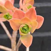 Load image into Gallery viewer, Aeonium goochie x spathulatum
