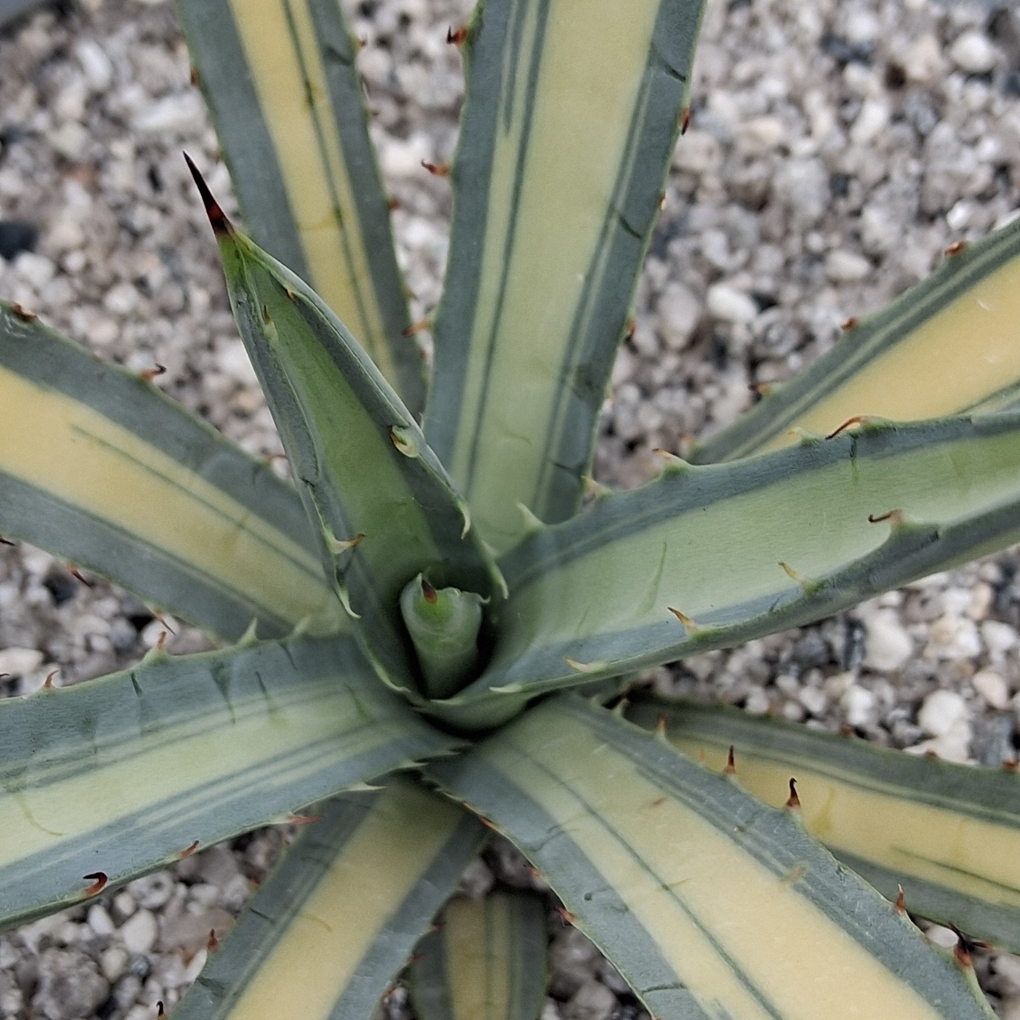 Agave macroacantha mediopicta