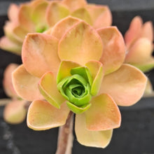 Load image into Gallery viewer, Aeonium goochie x spathulatum
