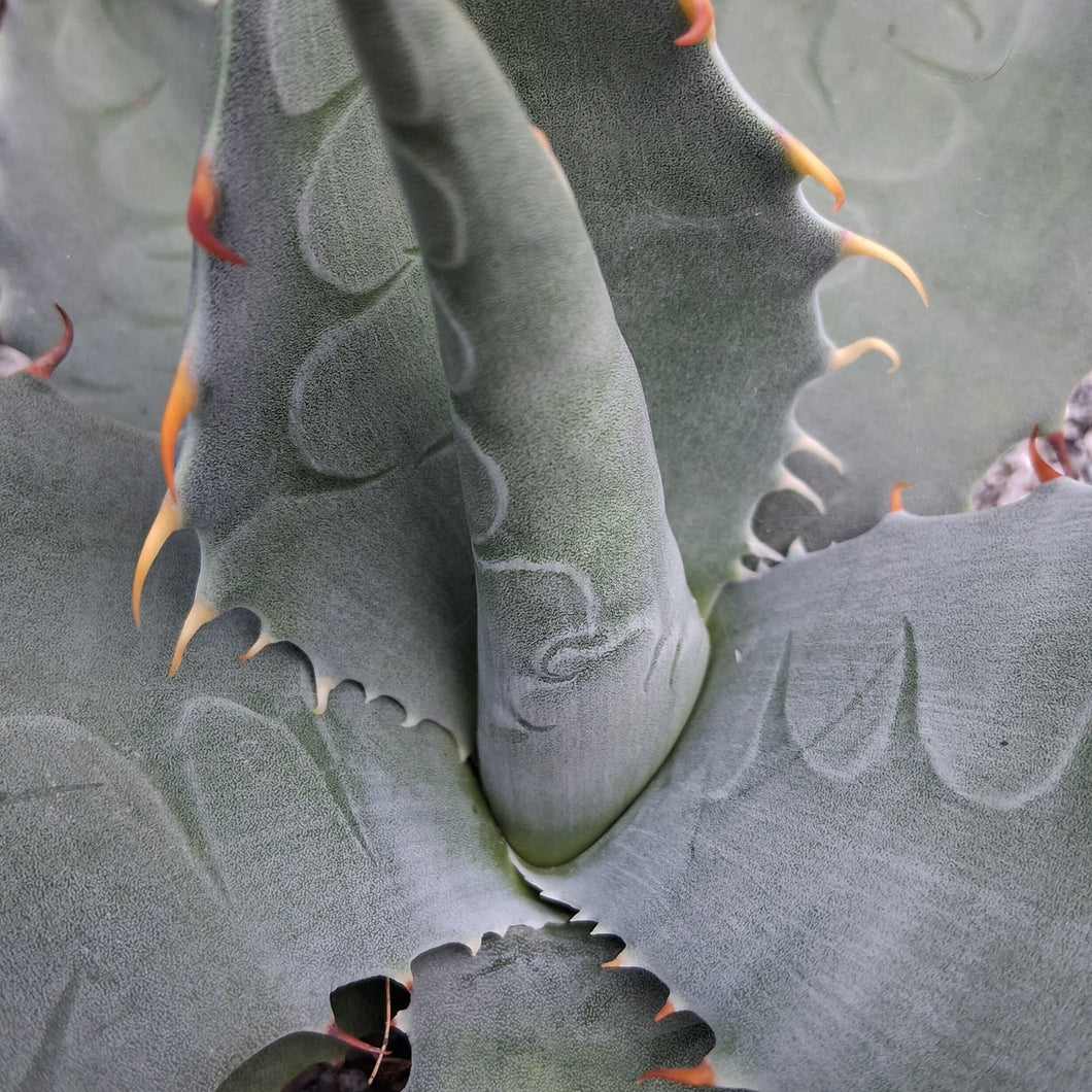 Agave havardiana