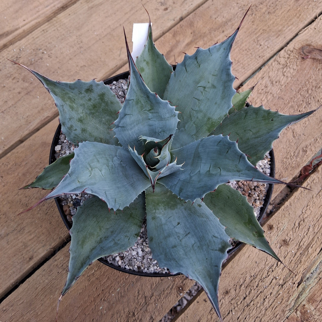 Agave ovatifolia