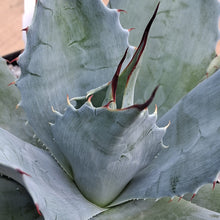 Load image into Gallery viewer, Agave ovatifolia
