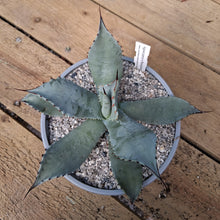 Load image into Gallery viewer, Agave x parryspina
