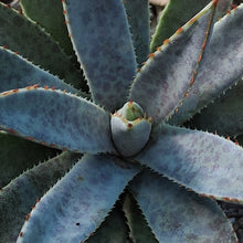 Load image into Gallery viewer, Mangave &#39;Bloodspot&#39;
