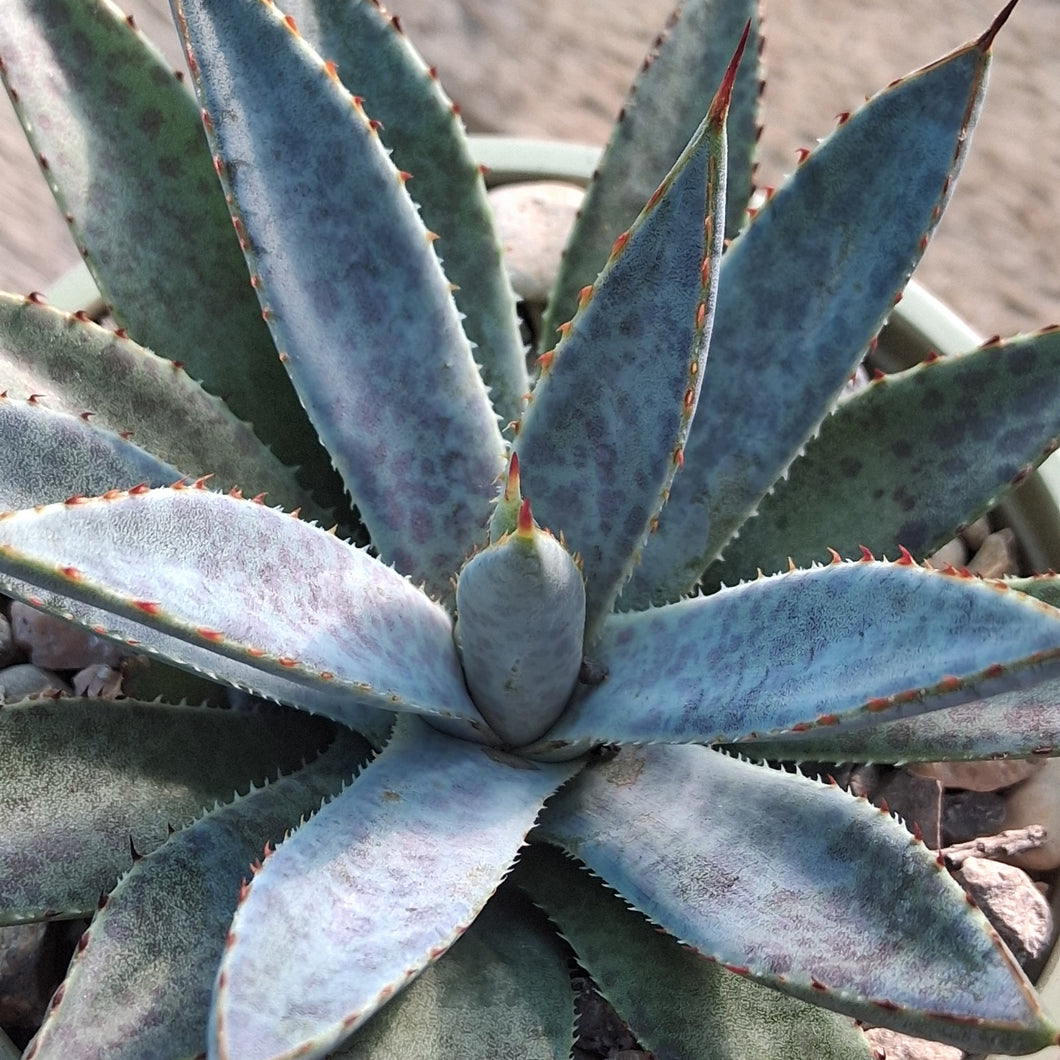 Mangave 'Bloodspot'
