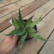 Load image into Gallery viewer, Agave xylonacantha
