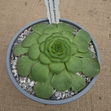 Load image into Gallery viewer, Aeonium glandulosum
