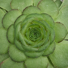Load image into Gallery viewer, Aeonium glandulosum
