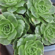 Load image into Gallery viewer, Aeonium aizoon
