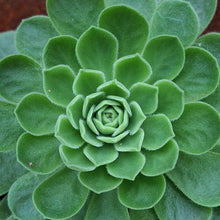 Load image into Gallery viewer, Aeonium spathulatum x tabuliforme
