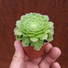 Load image into Gallery viewer, Aeonium tabuliforme 'Hime Meikyou'
