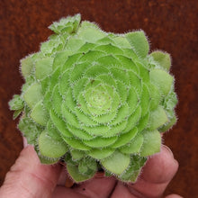 Load image into Gallery viewer, Aeonium tabuliforme 'Hime Meikyou'
