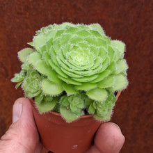 Load image into Gallery viewer, Aeonium tabuliforme 'Hime Meikyou'
