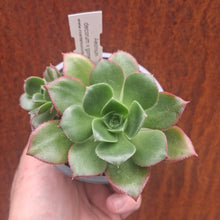 Load image into Gallery viewer, Aeonium x praedictum
