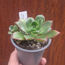 Load image into Gallery viewer, Aeonium x praedictum
