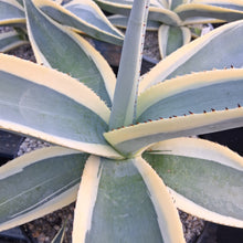 Load image into Gallery viewer, Agave guiengola var. 'Creme Brulee'
