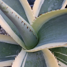 Load image into Gallery viewer, Agave guiengola var. 'Creme Brulee'
