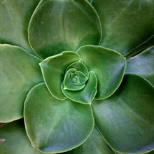 Load image into Gallery viewer, Aeonium x timense

