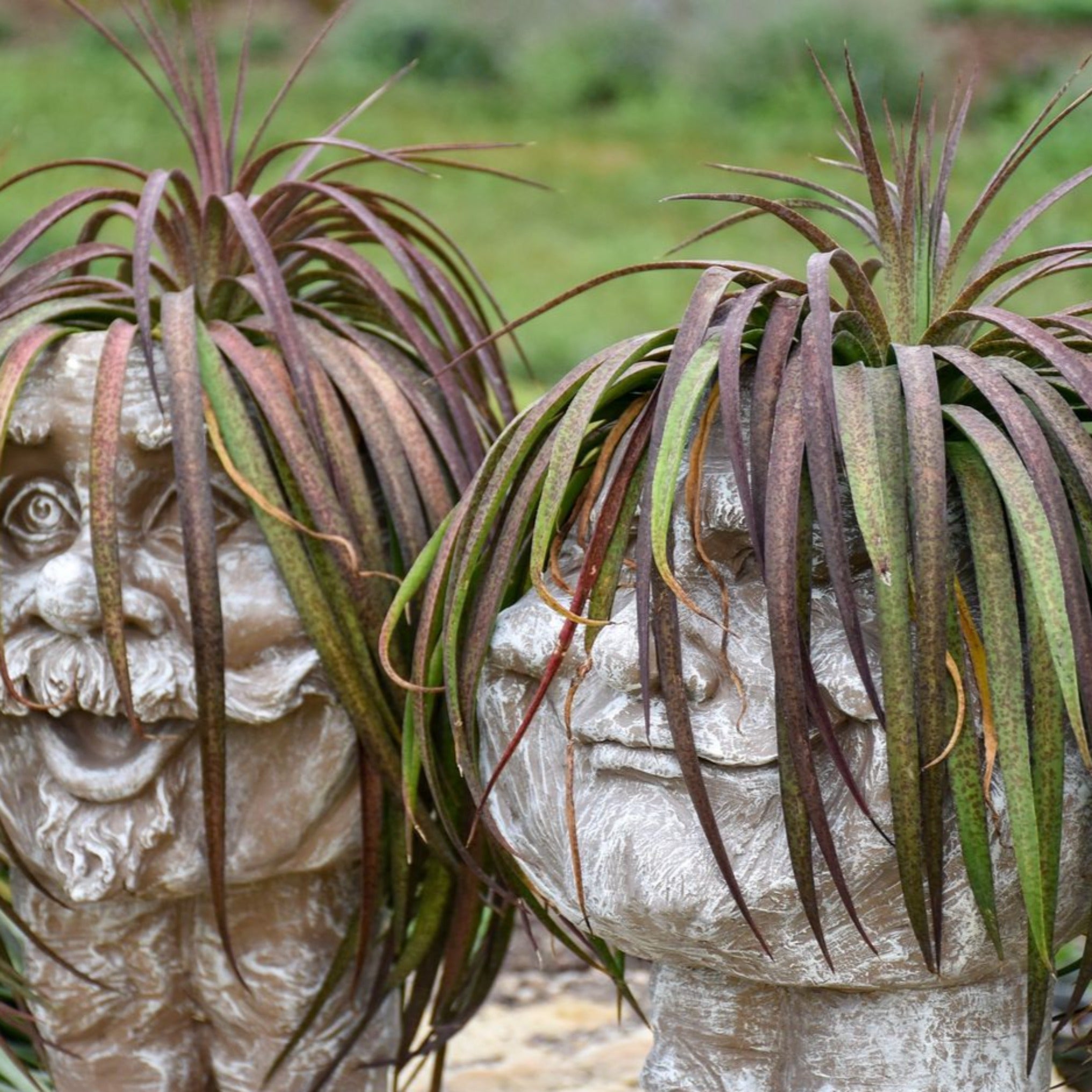 bad hair day succulent Mangave 'Bad Hair Day'