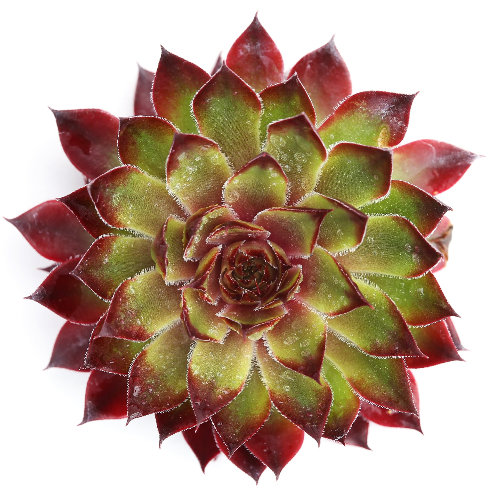 apple succulent Sempervivum 'Autumn Apple' – Coastal Succulents, Cacti & Alpines