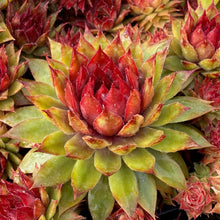Load image into Gallery viewer, Sempervivum &#39;Pineapple Paradise&#39;
