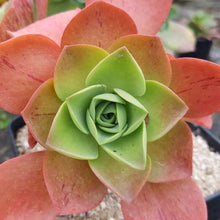 Load image into Gallery viewer, Aeonium goochiae x nobile
