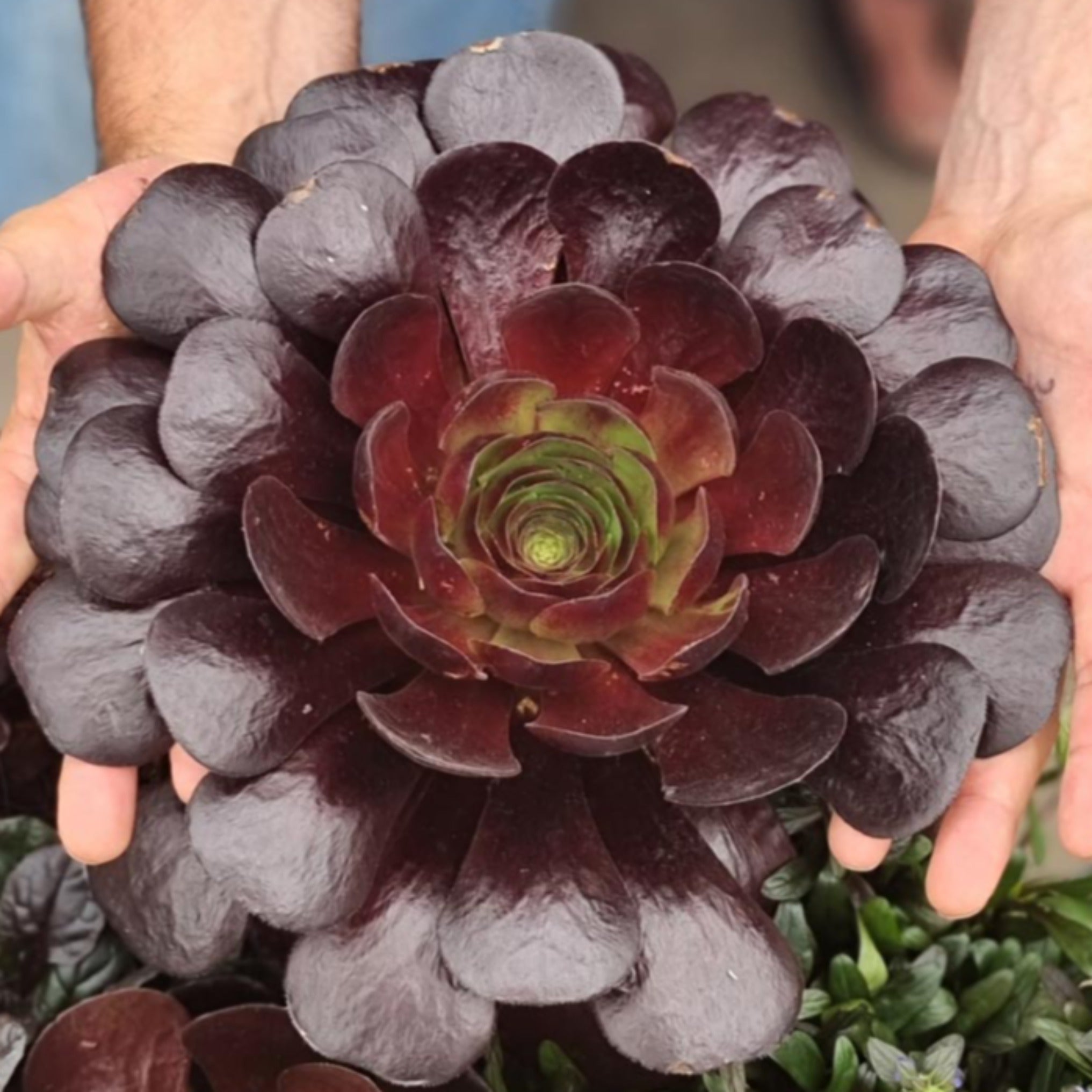 destiny succulent Semponium 'Destiny'