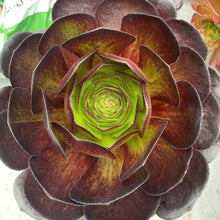 Load image into Gallery viewer, Semponium &#39;Vortex&#39;
