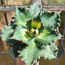 Load image into Gallery viewer, Agave titanota 'Solar Eclipse'
