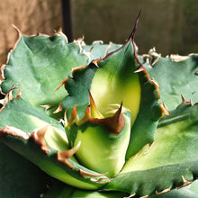 Load image into Gallery viewer, Agave titanota 'Solar Eclipse'
