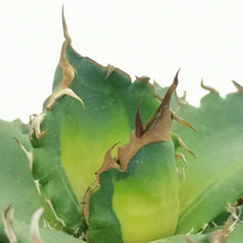 Load image into Gallery viewer, Agave titanota 'Solar Eclipse'
