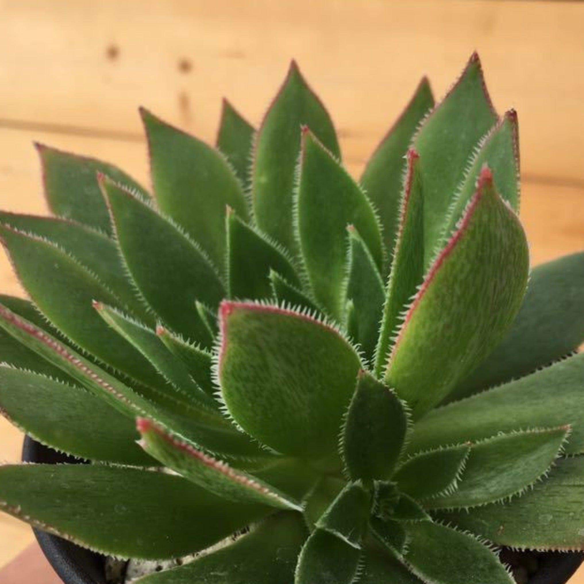 onlyonerhonda succulent Aeonium 'Ron Dale' – Coastal Succulents, Cacti & Alpines