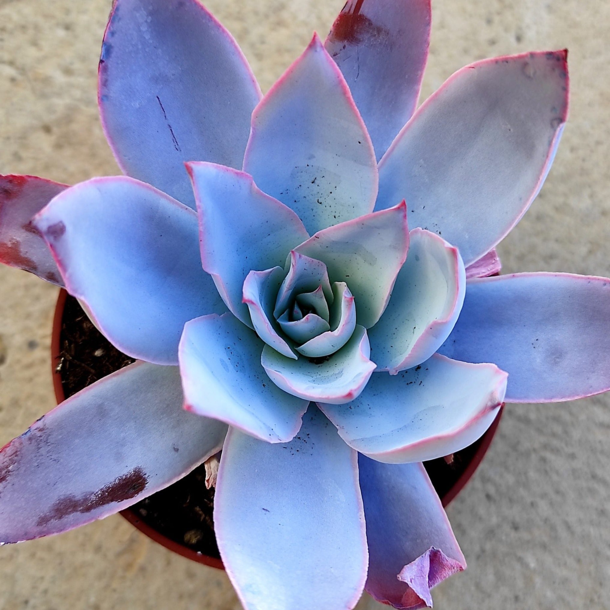 echeveria cante succulent Echeveria cante