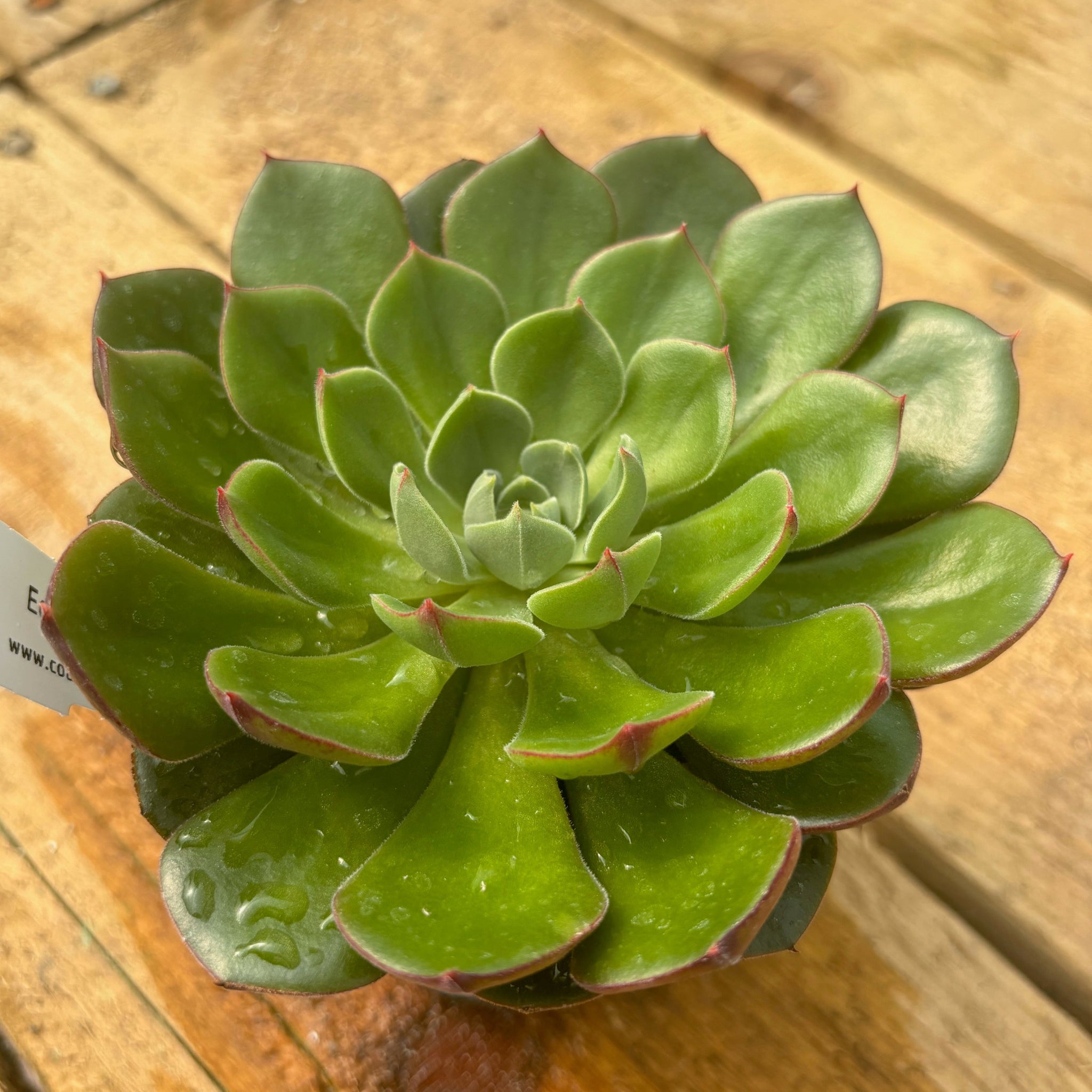 joann succulents Echeveria 'Joan Daniels'