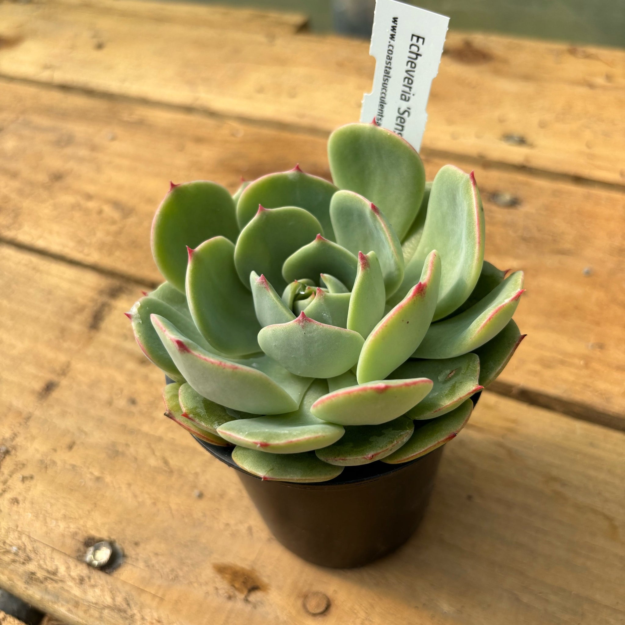 succulent sensations 'Echeveria 'Sensation'