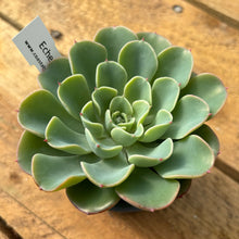 Load image into Gallery viewer, Echeveria &#39;Lala&#39;
