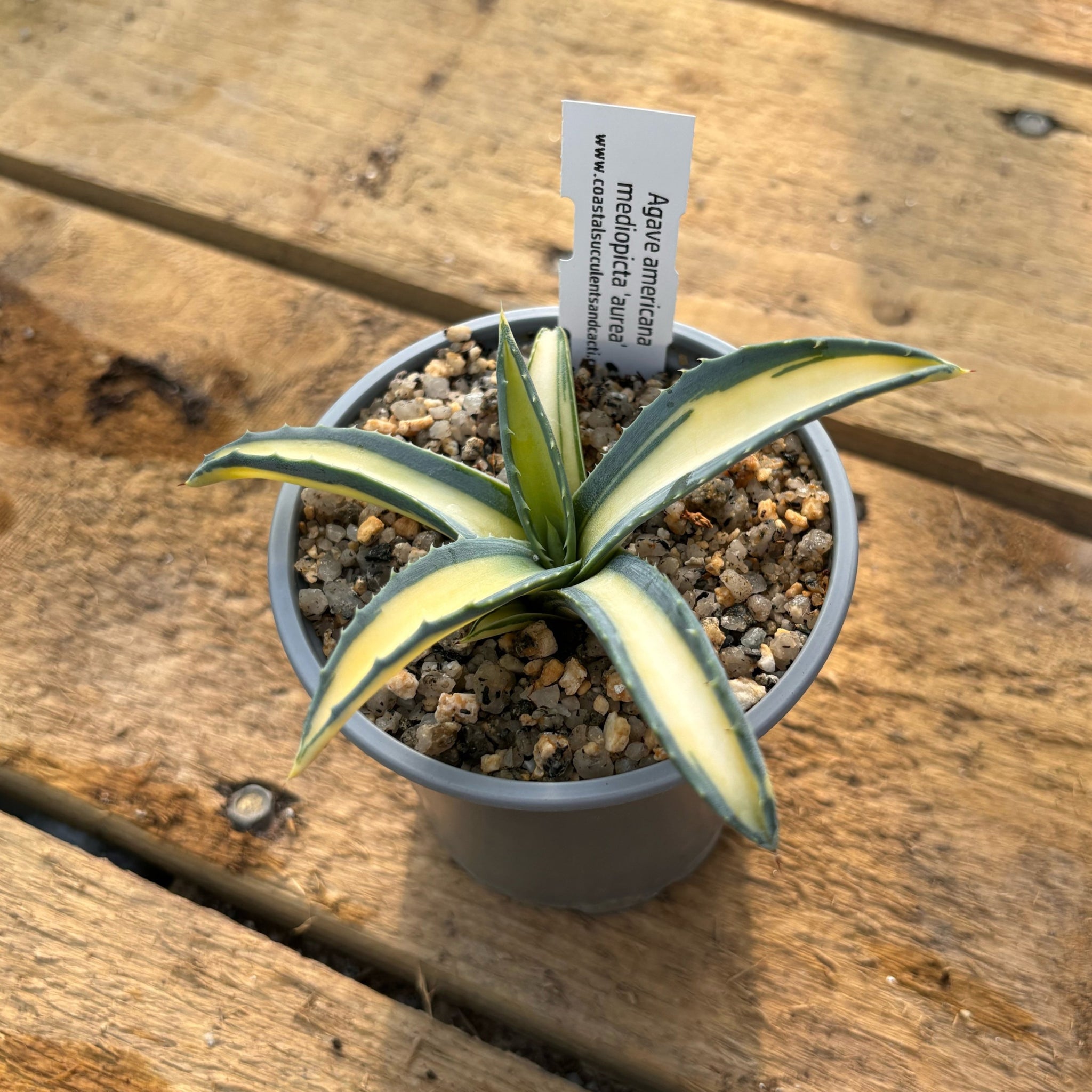 Agave americana mediopicta aurea