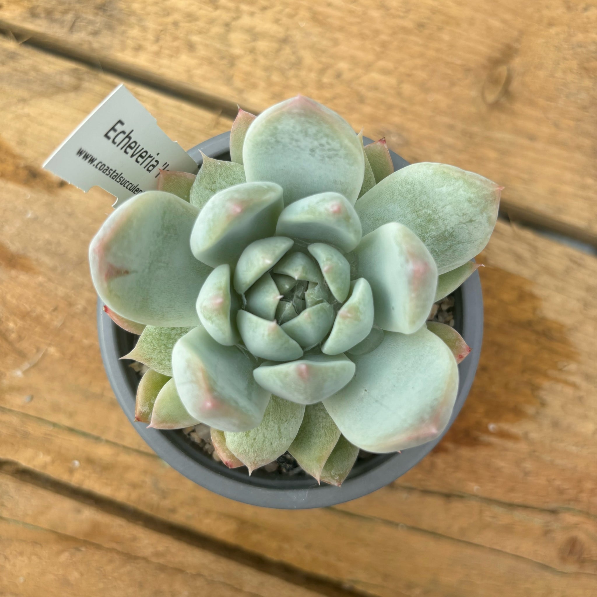 iceberg succulent Echeveria 'Iceberg'