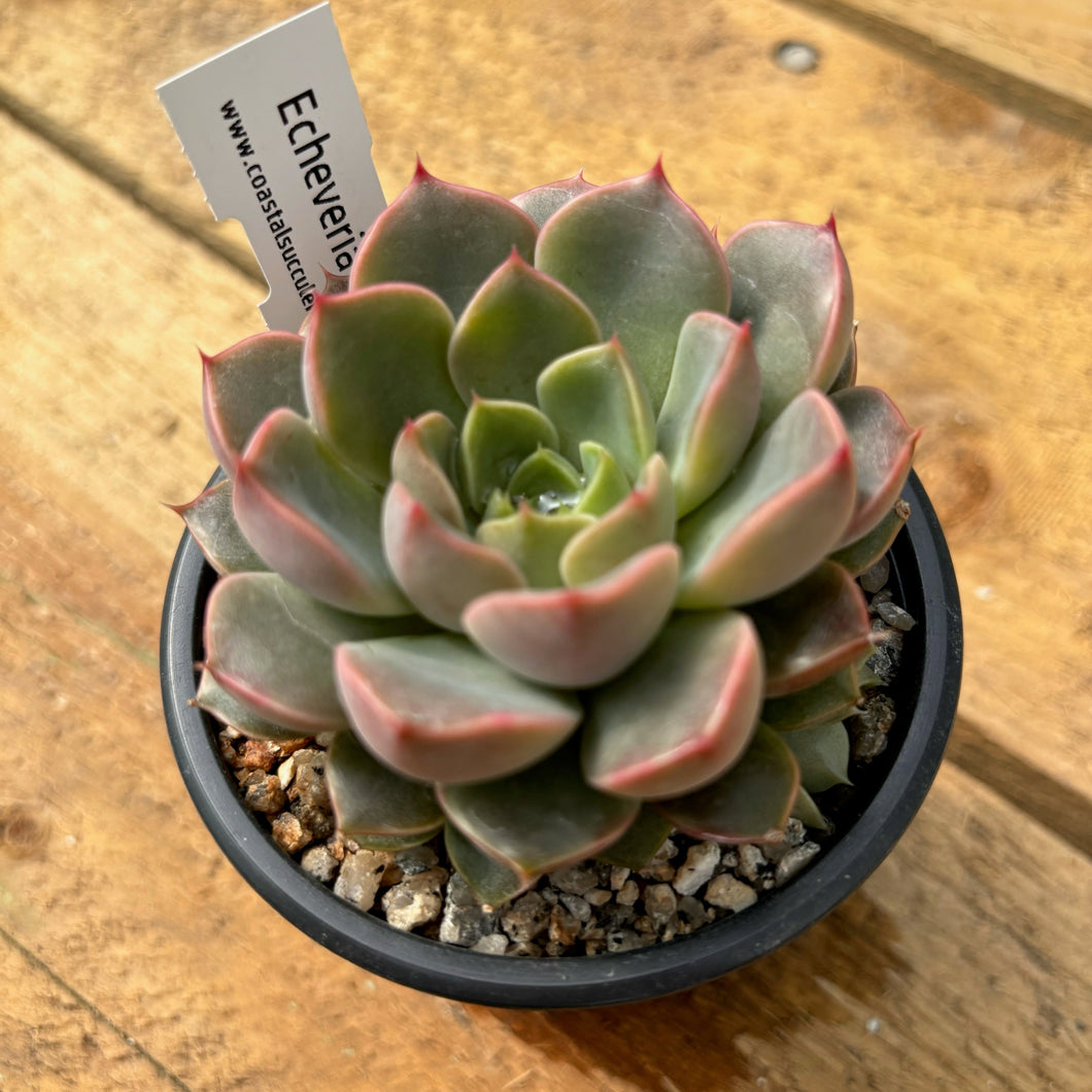 roma succulent Echeveria 'Roman'