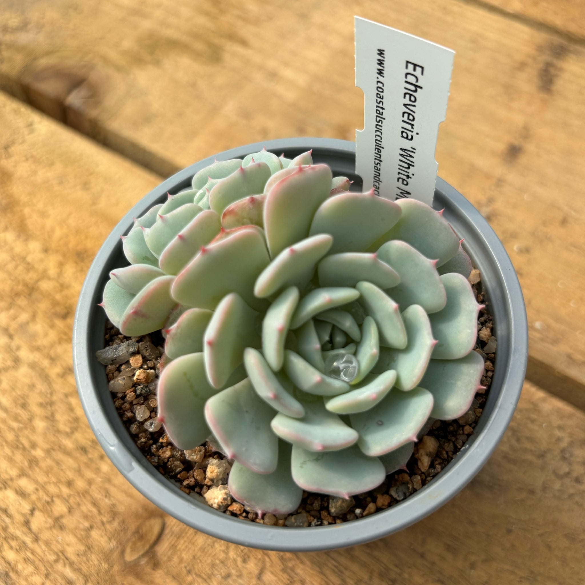 white succulent Echeveria 'White Maria'