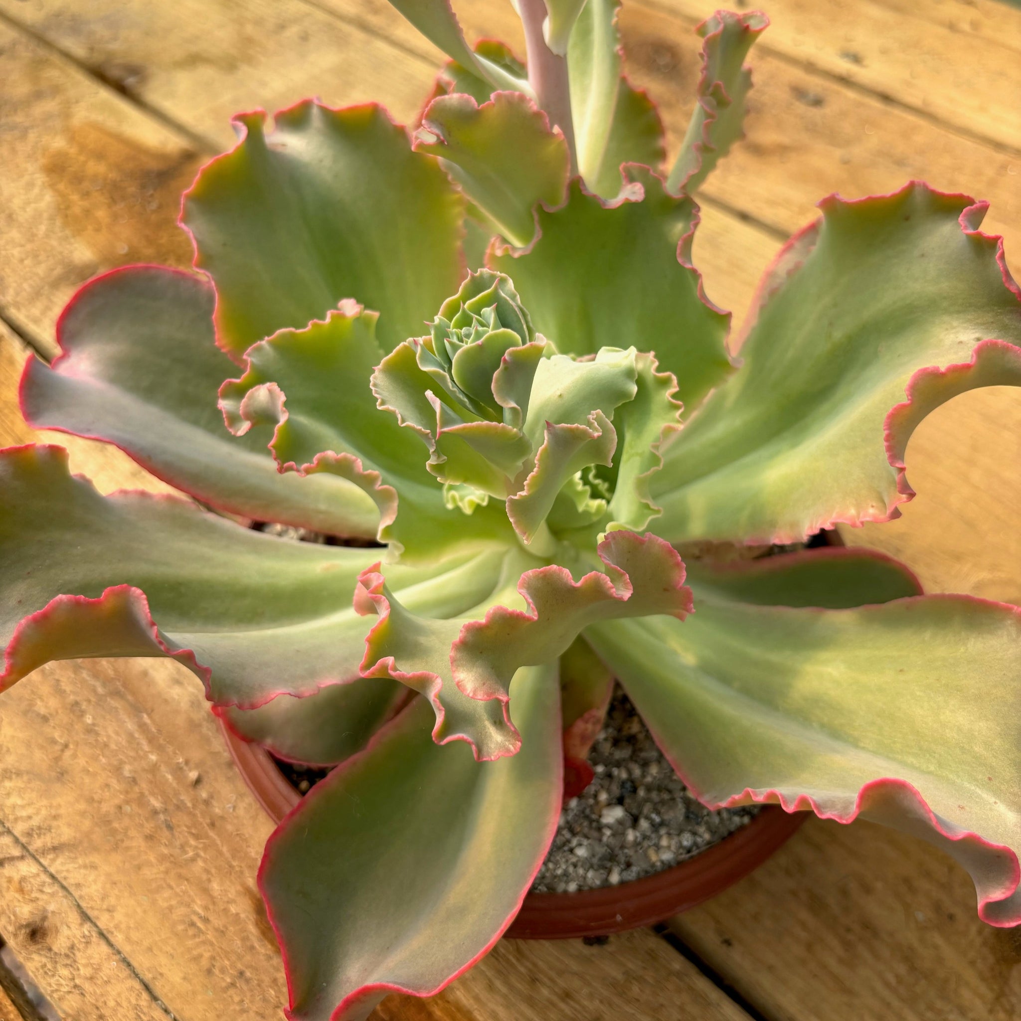 takasago no okina succulent Echeveria takasago no okina